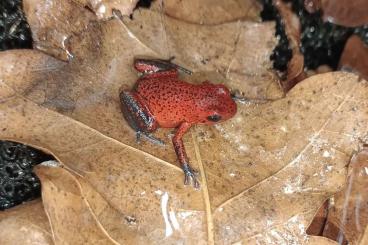 Poison dart frogs kaufen und verkaufen Photo: Oophaga pumilio "bribri" abzugeben