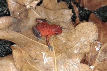 Poison dart frogs kaufen und verkaufen Photo: Für MHF Ranitomeya reticulata und Oophaga pumilio "bribri"