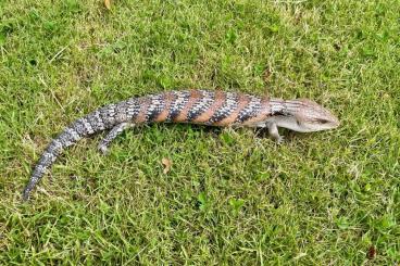 Skinks kaufen und verkaufen Photo: 0,0,3 Tiliqua scincoides intermedia CB2023