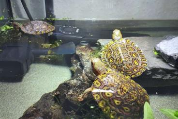 Turtles kaufen und verkaufen Photo: 0.0.5 Rhinoclemmys pulcherima manni 