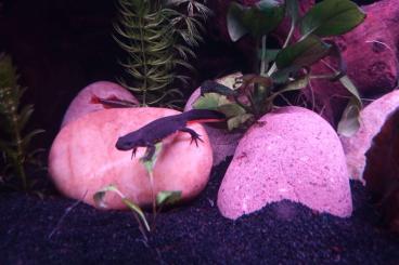 Newts kaufen und verkaufen Photo: 3.0 Cynops orientalis    