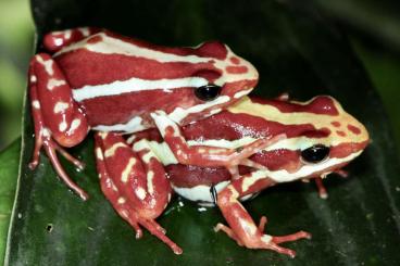 Poison dart frogs kaufen und verkaufen Photo: Epipedobates anthonyi Santa Marta