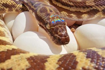 Colubrids kaufen und verkaufen Photo: Wheatbelt Stimsons pythons