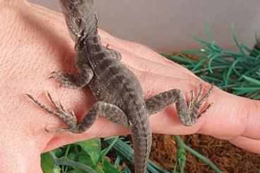 Lizards kaufen und verkaufen Photo: 0.0.X Intellagama Lesueurii (ENZ 05/25) Lizards kaufen und verkaufen Photo: 0.0.X Intellagama Lesueurii (ENZ 05/25)