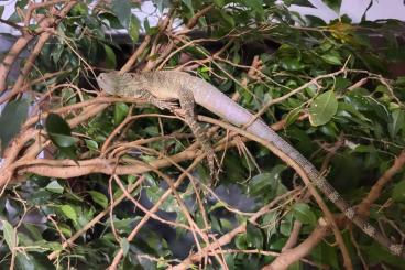 Andere Agamen kaufen und verkaufen Foto: Hypsilurus auritus,  Hypsilurus bruinijii 