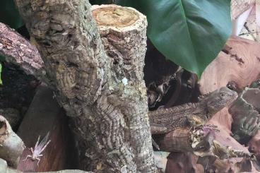 Other Agama kaufen und verkaufen Photo: Hypsilurus auritus,  Hypsilurus bruinijii 