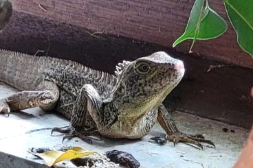 Other Agama kaufen und verkaufen Photo: Hypsilurus auritus,  Hypsilurus bruinijii 