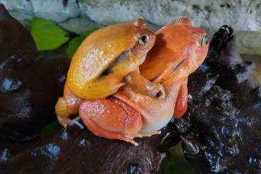 Frösche  kaufen und verkaufen Foto: Roter- Tomatenfrosch, Dyscophus antongilii 