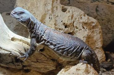 Agama kaufen und verkaufen Photo: Uromastyx dispar flavifasciata, Uromastyx ac. nigriventris