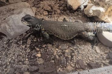 Agama kaufen und verkaufen Photo: Uromastyx ac. nigriventris