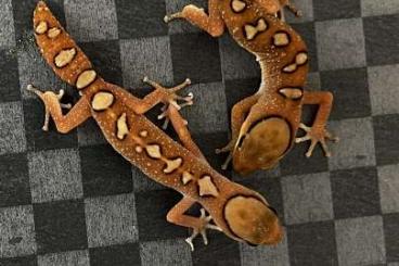 Geckos kaufen und verkaufen Foto: 1.2 Tarentola chazaliae cb 2024 2.2 d. Galeatus 