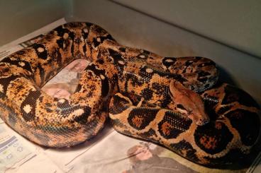 Snakes kaufen und verkaufen Photo: Ecuador boas for Hamm in September 