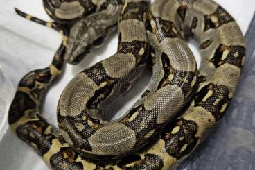 Schlangen kaufen und verkaufen Foto: Tumbes boas - for Hamm in September