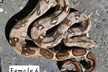 Snakes kaufen und verkaufen Photo: Ecuador boas - pure locality