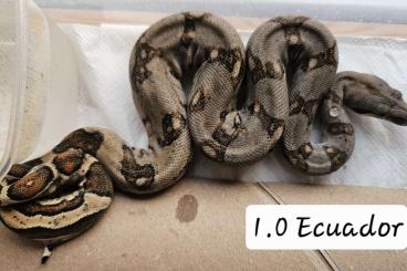 Schlangen kaufen und verkaufen Foto: Ecuador boas, due to cancelation one pair available for Hamm