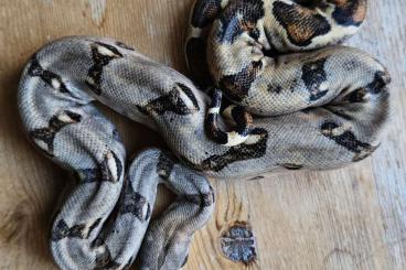 Schlangen kaufen und verkaufen Foto: Last pair of Ecuador boas - Hamm