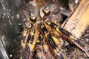 - bird spiders kaufen und verkaufen Photo: Hobby Aufgabe  Alles nur Weiber!!! 