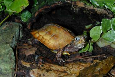 Sumpfschildkröten kaufen und verkaufen Foto: Suche Geoemyda spengleri m/w 