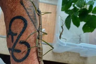 Insekten kaufen und verkaufen Foto: Nuichua rabaeyae nui chua Eier abzugeben Insekten kaufen und verkaufen Foto: Nuichua rabaeyae nui chua Eier abzugeben