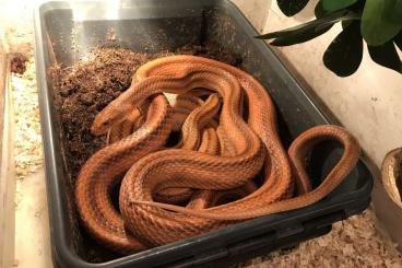 Colubrids kaufen und verkaufen Photo: Orange rat snake subadults