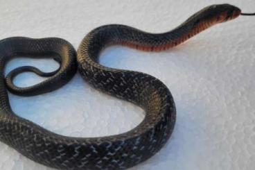 Snakes kaufen und verkaufen Photo: Östliche Indigonatter Drymarchon couperi 