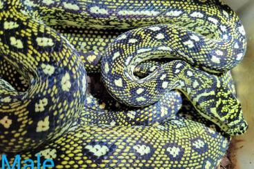 Schlangen kaufen und verkaufen Foto: Reine Diamantpython, Morelia spilota spilota 