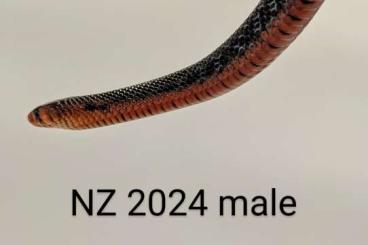 Schlangen kaufen und verkaufen Foto: Östliche Indigonatter Drymarchon couperi NZ 2022 und 2024