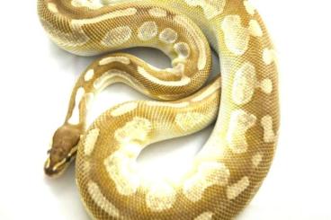 Snakes kaufen und verkaufen Photo: Python regius for sale!!!