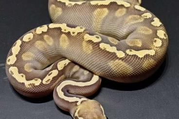 Schlangen kaufen und verkaufen Foto: Python regius for sale!!!