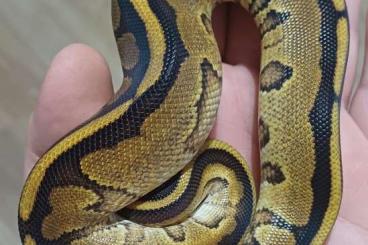 Pythons kaufen und verkaufen Foto: Looking for Genetic Stripe! 