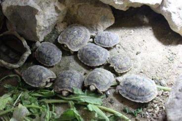 Schildkröten  kaufen und verkaufen Foto: Spaltenschildkröten NZ 2024 Malachochersus tornieri