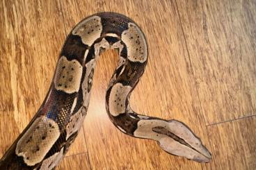 Boas kaufen und verkaufen Foto: Boa constrictor Guyana CB2020