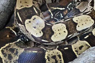 Boas kaufen und verkaufen Photo: 1.1 Boa constrictor c. Guyana Subadult