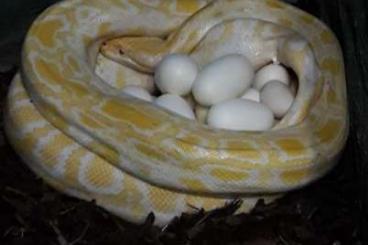 Snakes kaufen und verkaufen Photo: Verkaufe Python bivittatus