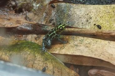 Poison dart frogs kaufen und verkaufen Photo: 0.0.4 Ranitomeya imitator "Alto Cainarachi" bzw. "nominat"