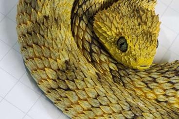 Giftschlangen kaufen und verkaufen Foto: Trimeresurus, Crotalus,  Atheris 