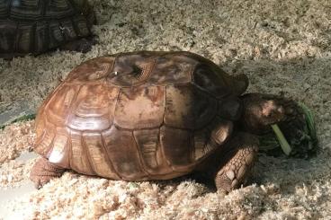 Turtles and Tortoises kaufen und verkaufen Photo: Centrochelys Sulcata  Spornschildkröten 1.3 sehr schöne große Weiber