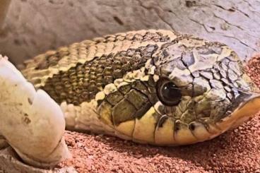 Schlangen kaufen und verkaufen Foto: Biete 1.1 Heterodon Nasicus von 2022 an 