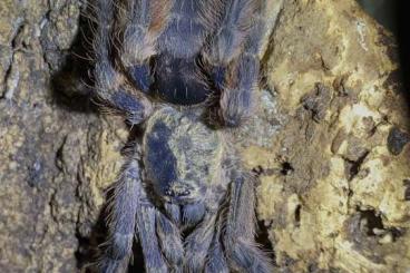 - bird spiders kaufen und verkaufen Photo: Für Hamm oder Versand.              