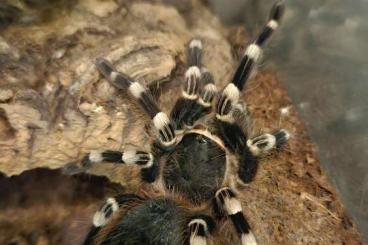 Vogelspinnen kaufen und verkaufen Foto: Acanthoscurria geniculata 