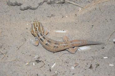 Geckos kaufen und verkaufen Foto: Teratoscincus keyserlingii and Nephrurus asper