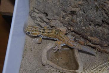 Geckos kaufen und verkaufen Photo: 1.1 Teratoscincus keyserlingii and 0.1 Rhinogekko missonei 