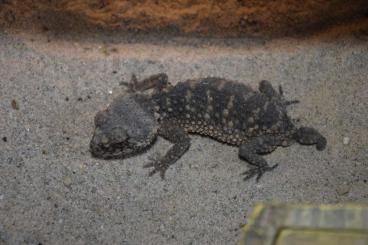 Echsen  kaufen und verkaufen Foto: Egernia epsisolus and Nephrurus asper 