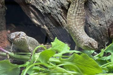 Skinke kaufen und verkaufen Foto: Dornschwanzskink Egernia stokesii (2023)