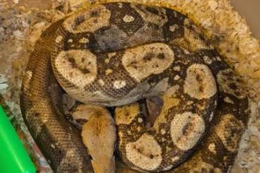 Boas kaufen und verkaufen Photo: Nicaraguan Dwarf Boa and CA Onyx