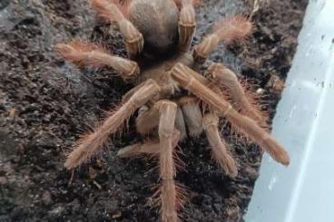 Vogelspinnen kaufen und verkaufen Foto: Theraphosa stirmi 1.1 ~ KL 5cm