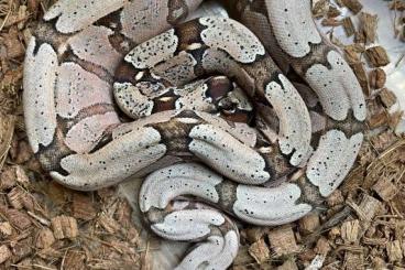 Boas kaufen und verkaufen Photo: Boa constrictor Amarali Bolivien