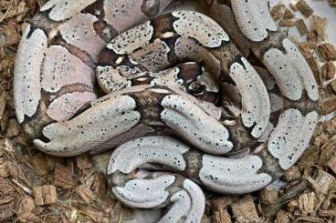 Boas kaufen und verkaufen Foto: Boa constrictor Amarali (Bolivien)