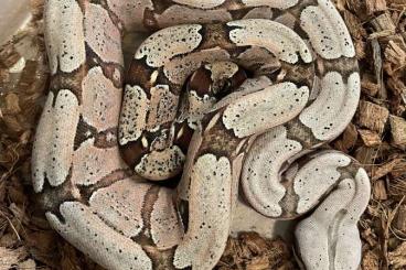 Boas kaufen und verkaufen Photo: Boa constrictor Amarali (Bolivien)