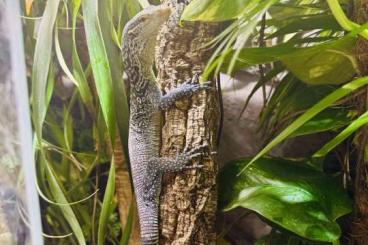 Monitor lizards kaufen und verkaufen Photo: 0.1 CB Varanus Macraei ….